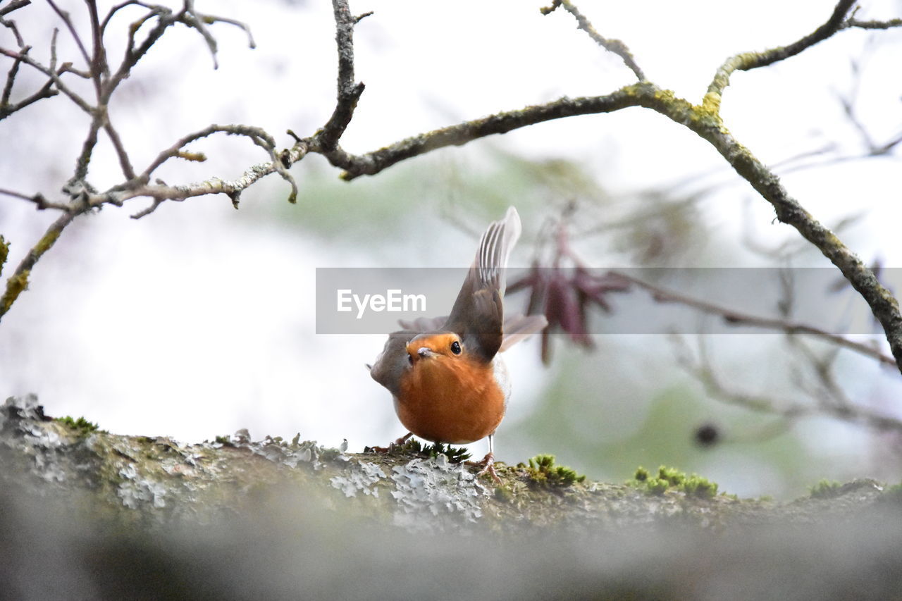 Close-up of a bird perching on tree