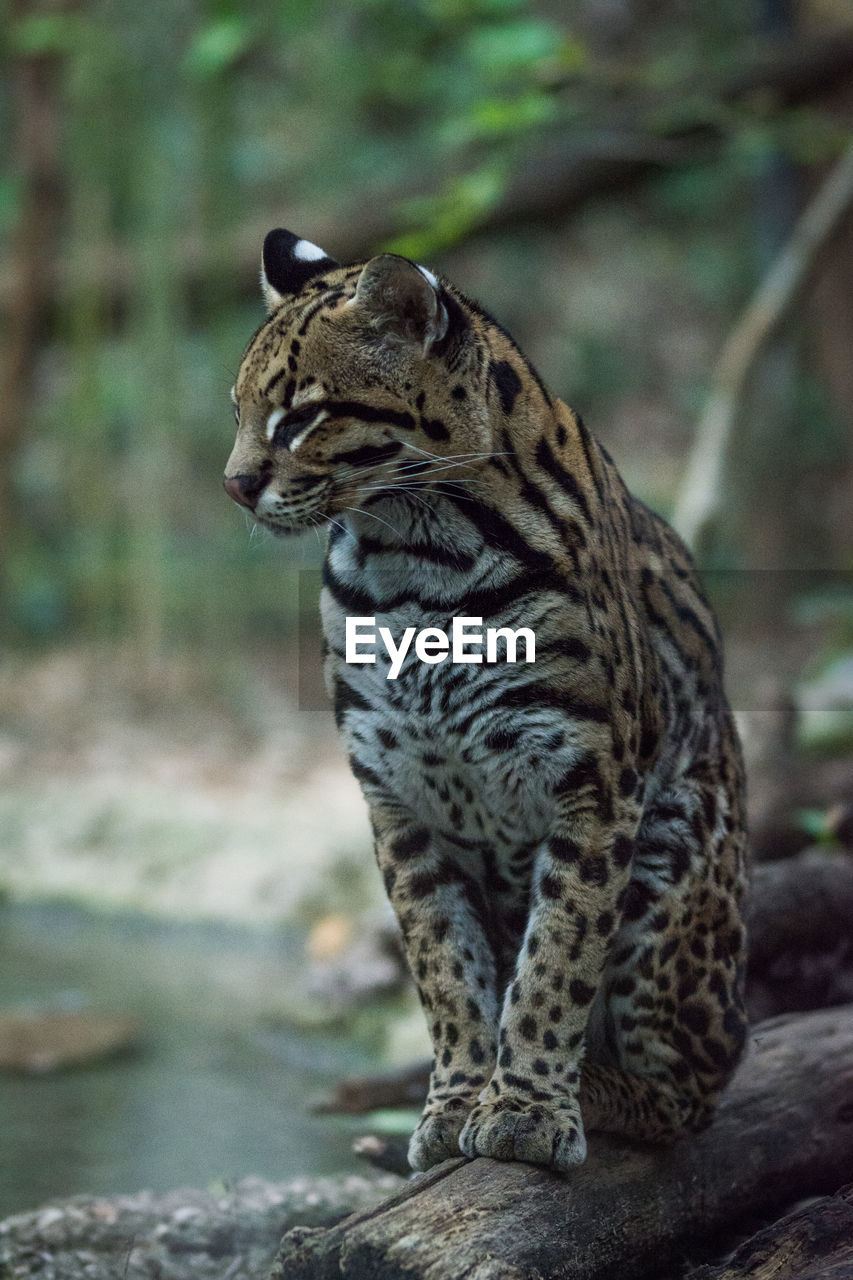 Close-up of a cat looking away, ocelot also known gattopardo, big cat