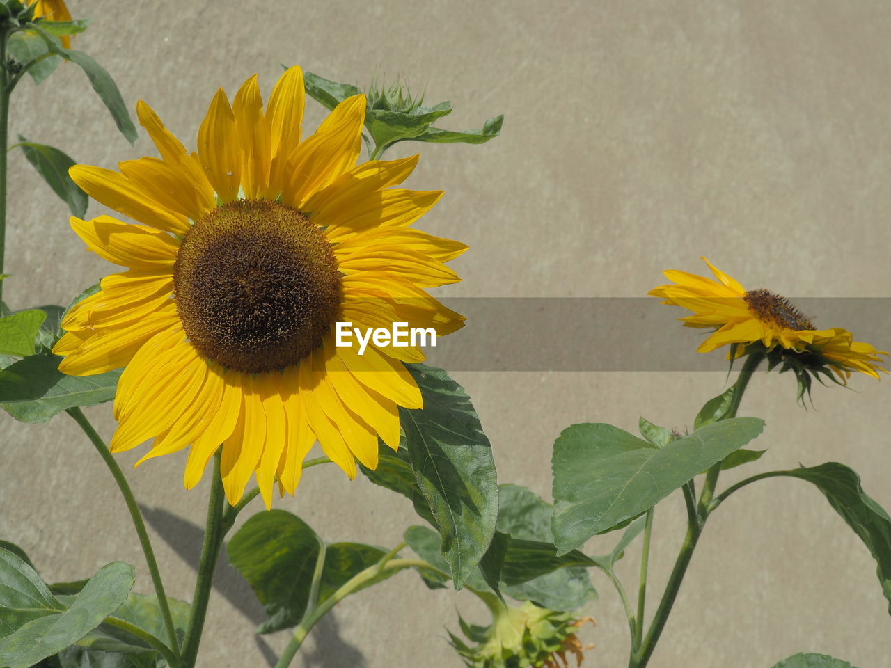 SUNFLOWER BLOOMING OUTDOORS