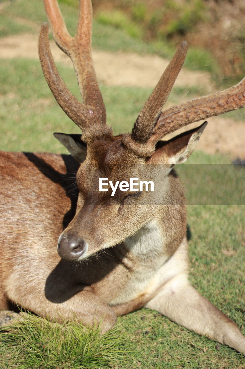 Close-up of deer on field