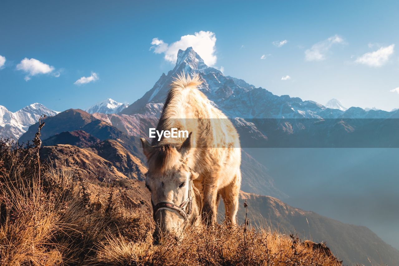 Horse grazing on field against mountains