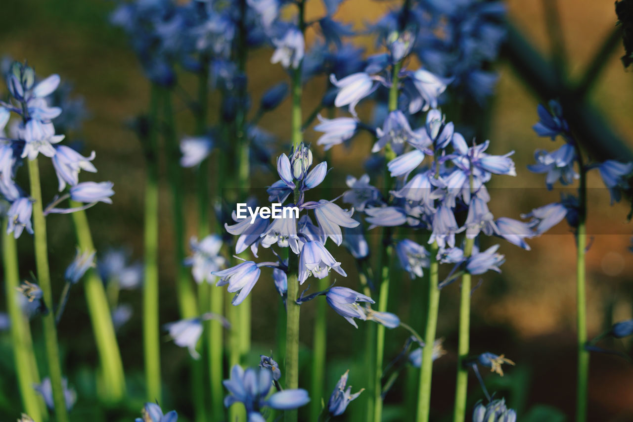 Close-up of purple flowering plants