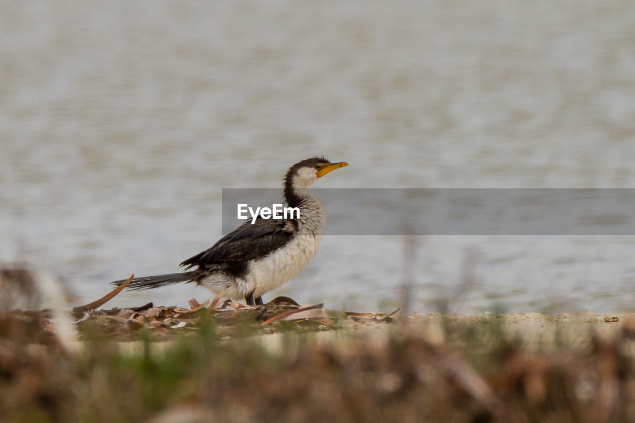 VIEW OF BIRD PERCHING ON THE LAND