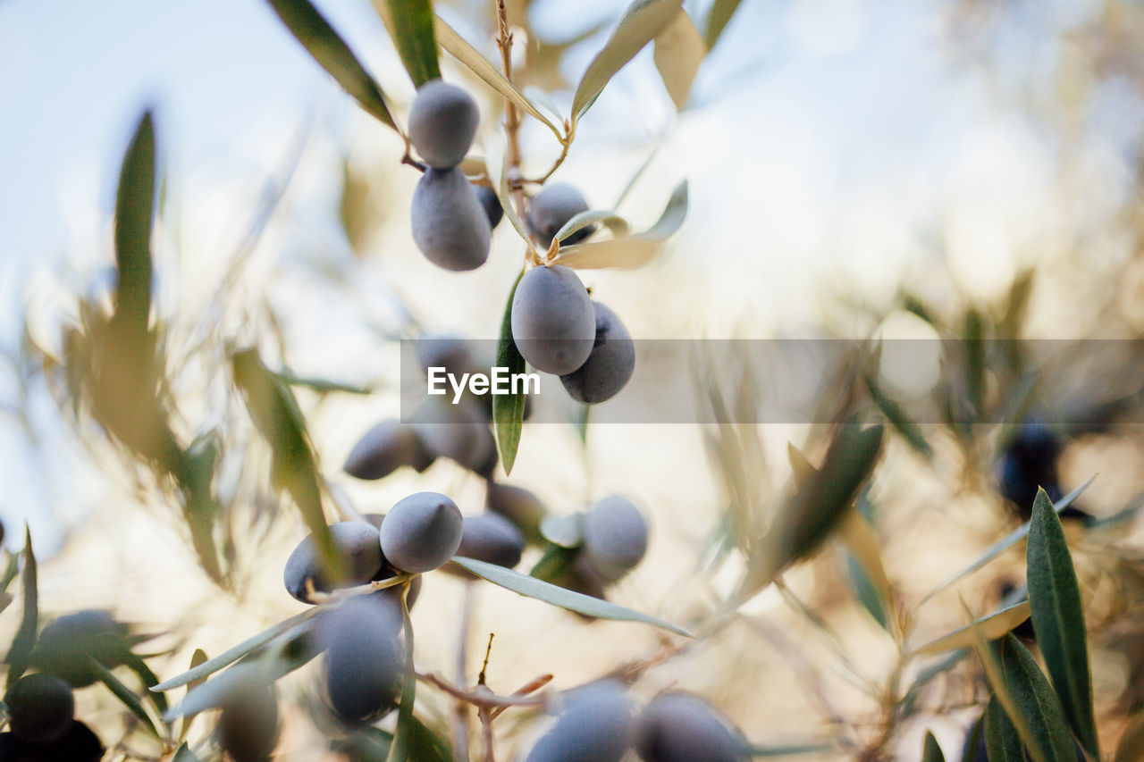 Close-up of olive tree