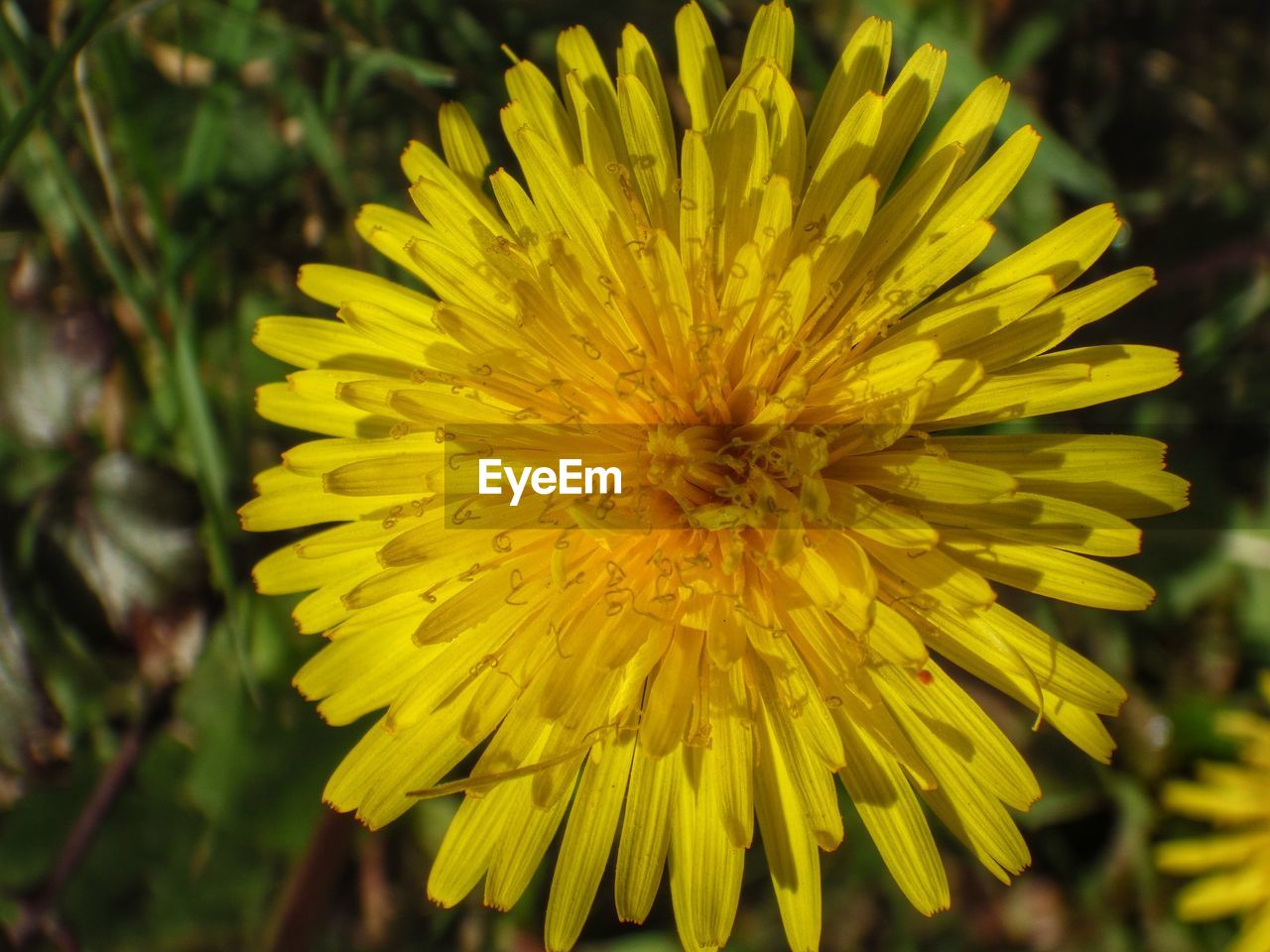 CLOSE-UP OF YELLOW FLOWERS BLOOMING