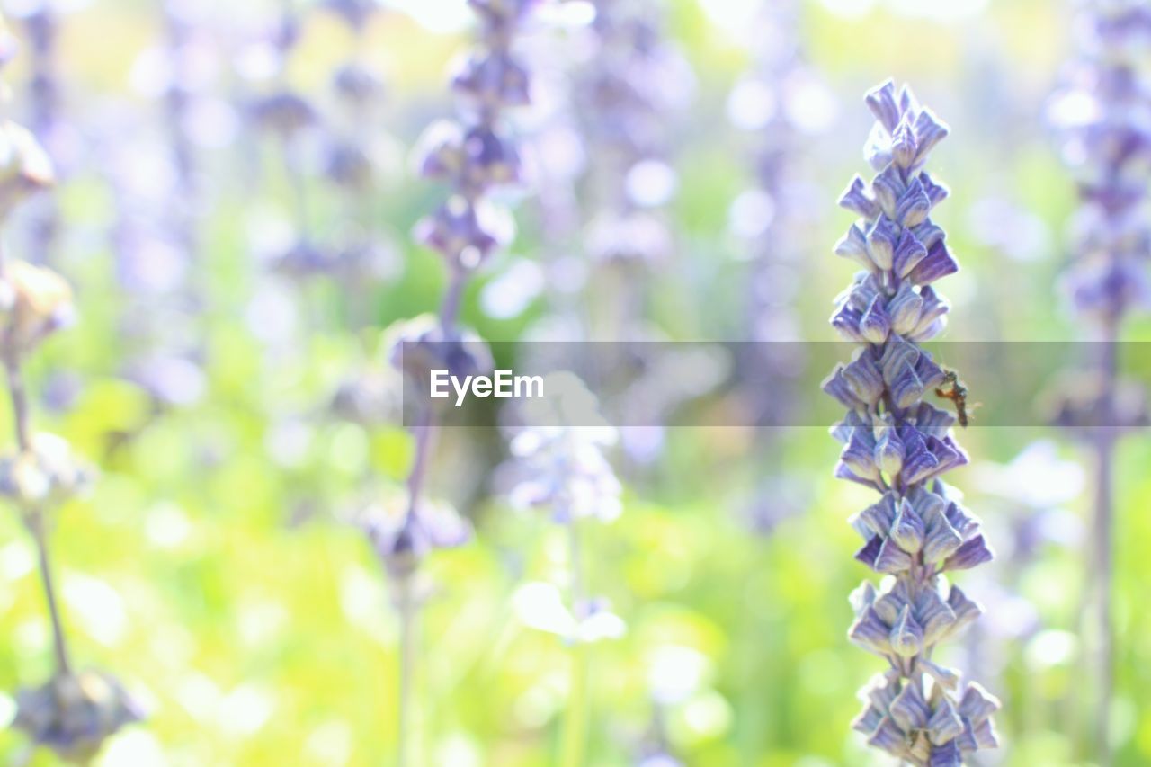 CLOSE-UP OF PURPLE FLOWERING PLANTS OUTDOORS