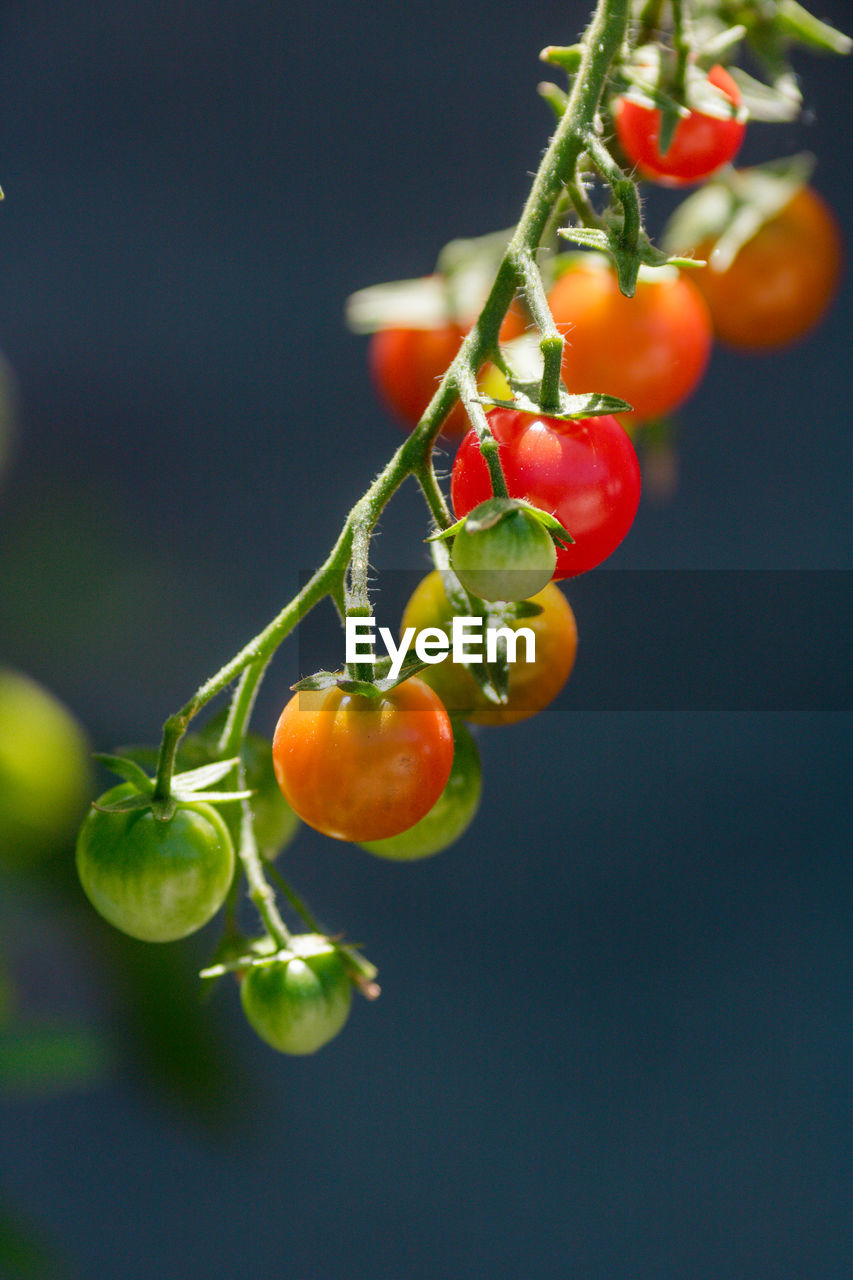 Close-up of tomatoes on plant