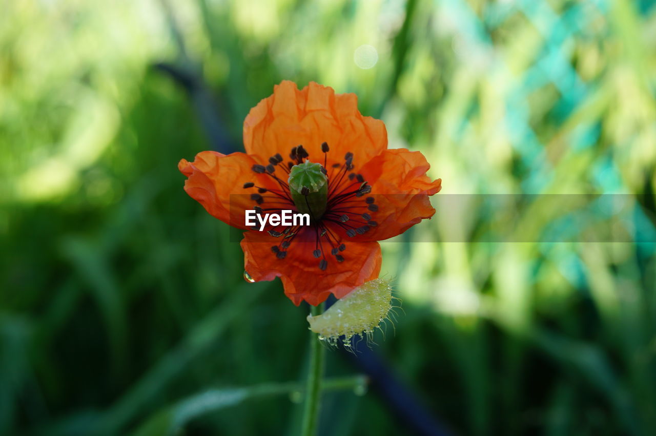 CLOSE-UP OF ORANGE FLOWER BLOOMING IN PARK