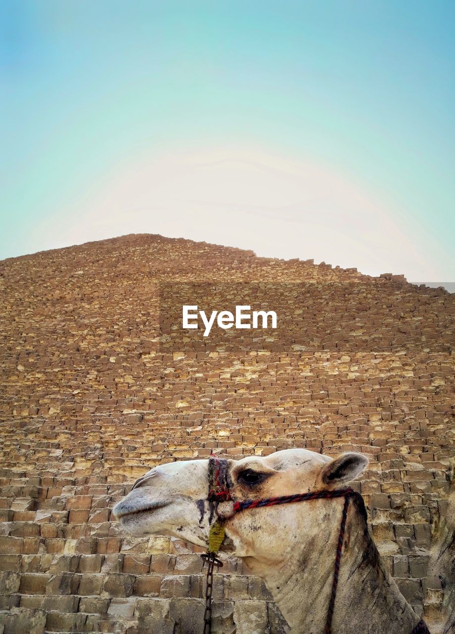 VIEW OF A HORSE AGAINST THE SKY