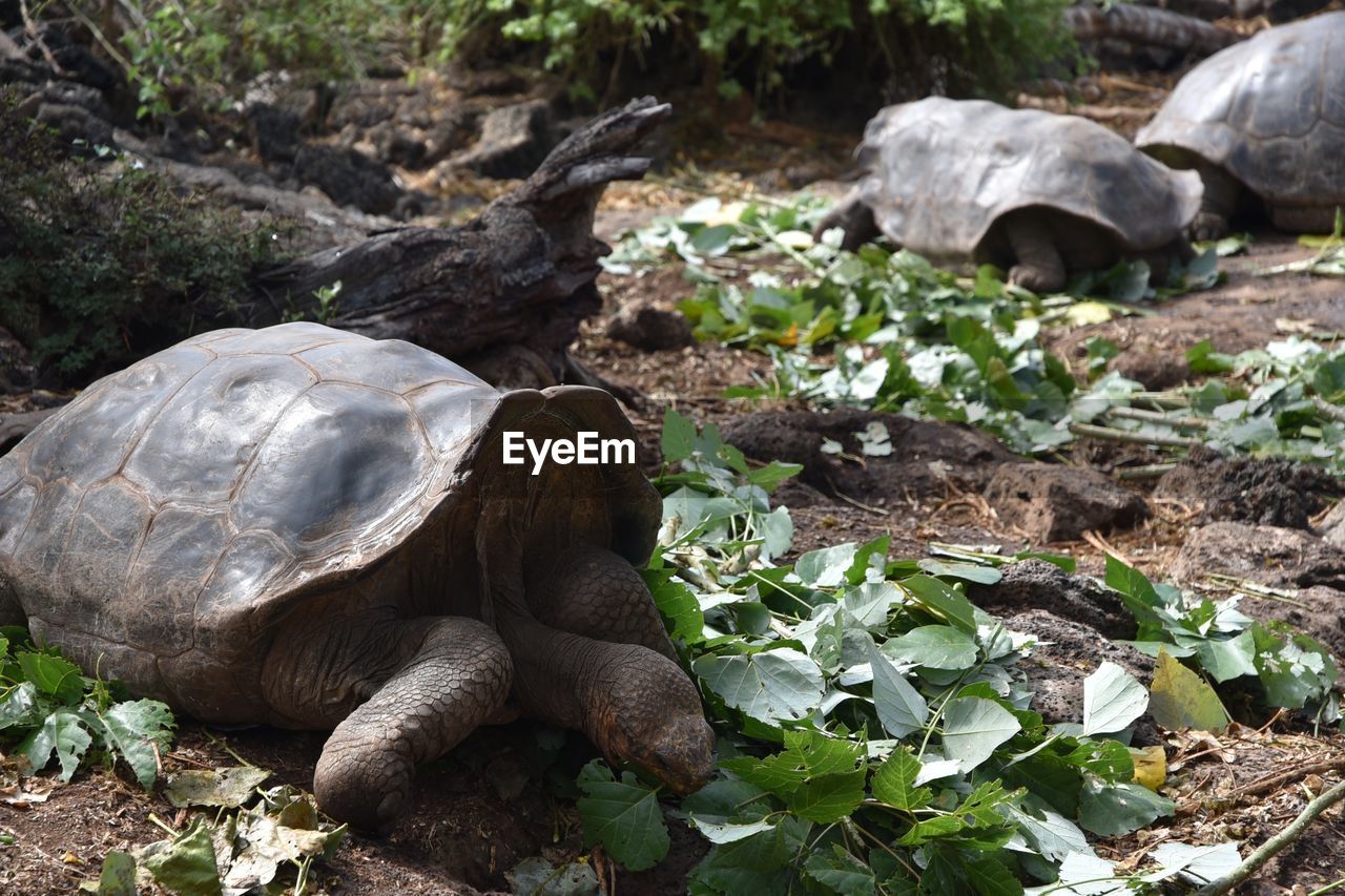 tortoise, turtle, animal wildlife, animal themes, animal, reptile, wildlife, nature, one animal, land, shell, plant, animal shell, no people, environment, outdoors, tortoise shell, beauty in nature, day, zoo, social issues, travel destinations
