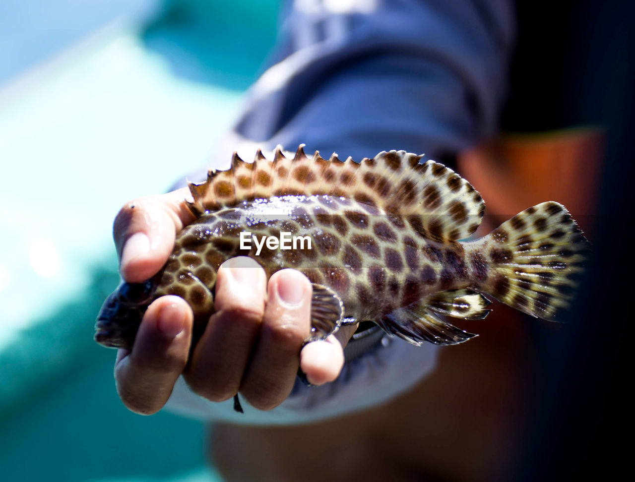 CLOSE-UP OF A HAND HOLDING A TURTLE