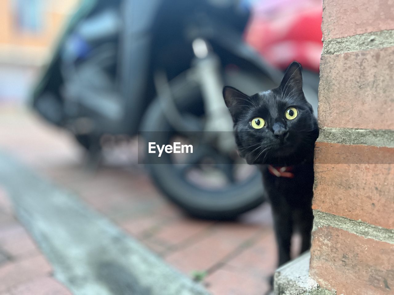 cat, animal, animal themes, domestic cat, pet, mammal, domestic animals, feline, one animal, black cat, looking at camera, portrait, small to medium-sized cats, felidae, black, carnivore, no people, tire, whiskers, animal body part, wheel, day, vehicle, architecture