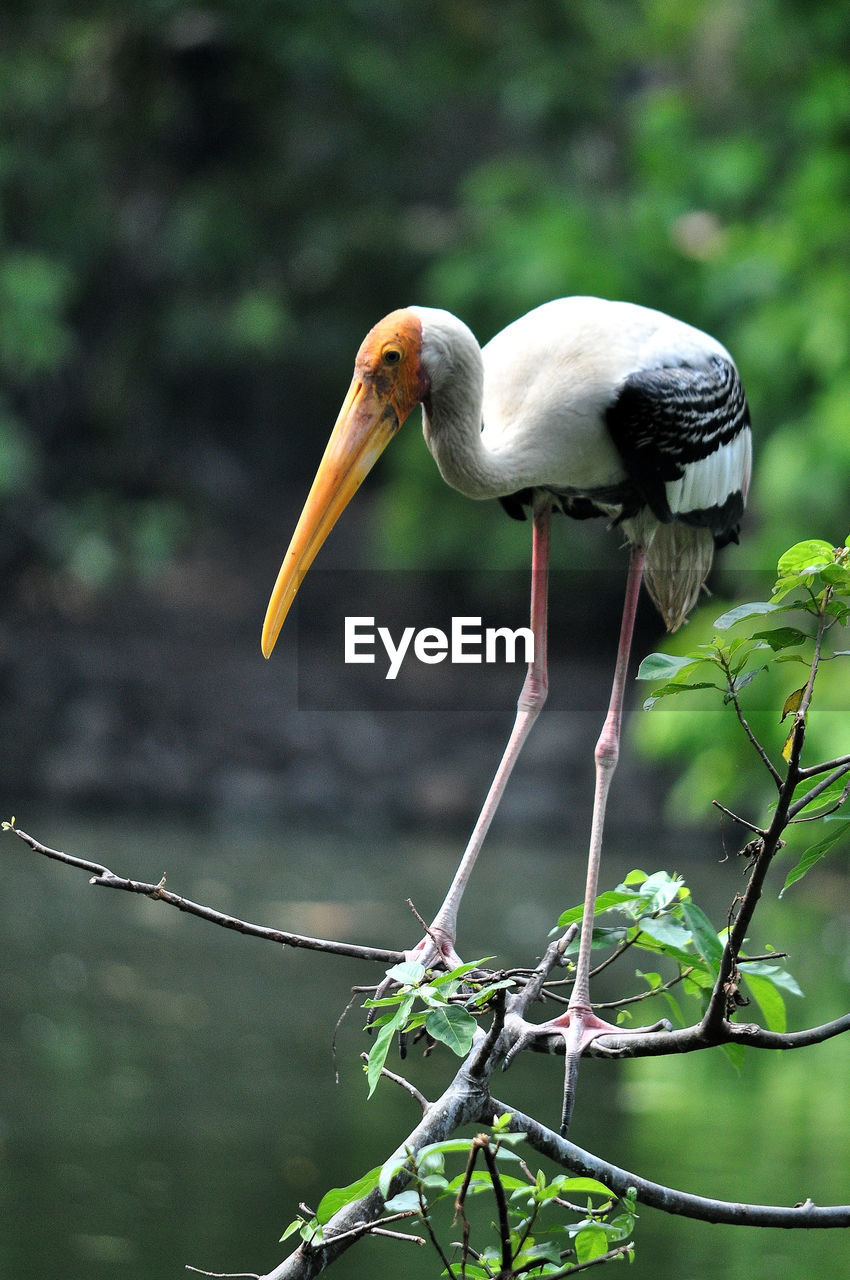 BIRD PERCHING ON A BRANCH