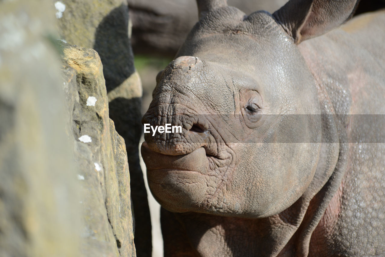 Close-up of rhinoceros calf