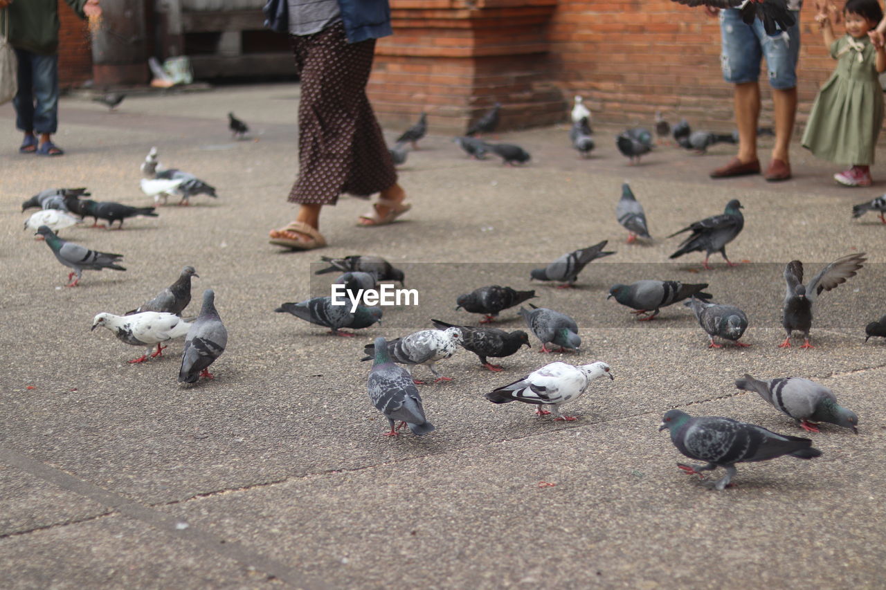 animal, animal themes, bird, pigeon, wildlife, group of animals, pigeons and doves, animal wildlife, large group of animals, street, city, day, stock dove, flock of birds, group of people, outdoors, men, architecture, nature, footwear, crowd