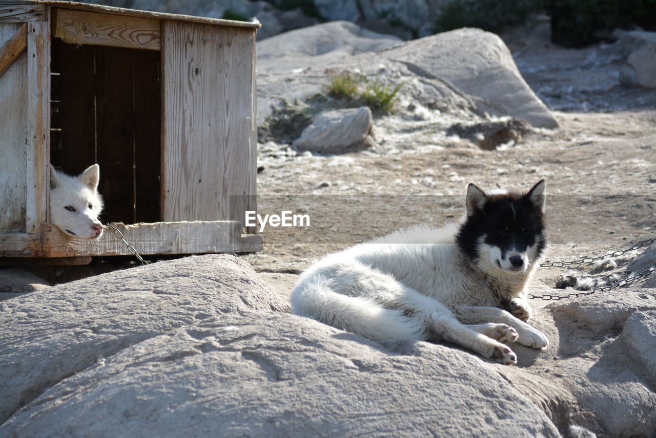 PORTRAIT OF CAT RELAXING ON SHORE