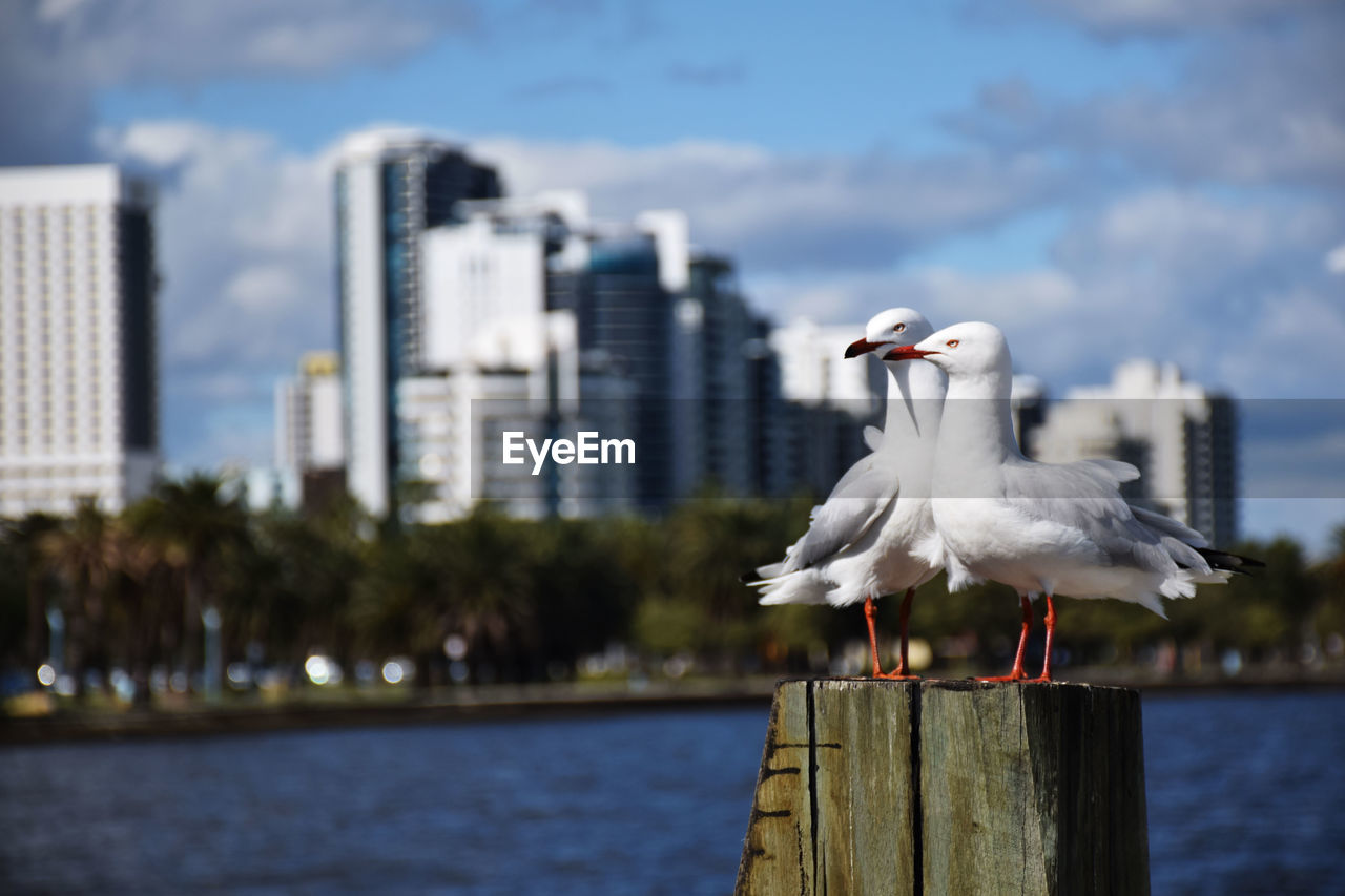 Seagulls perching on wooden post