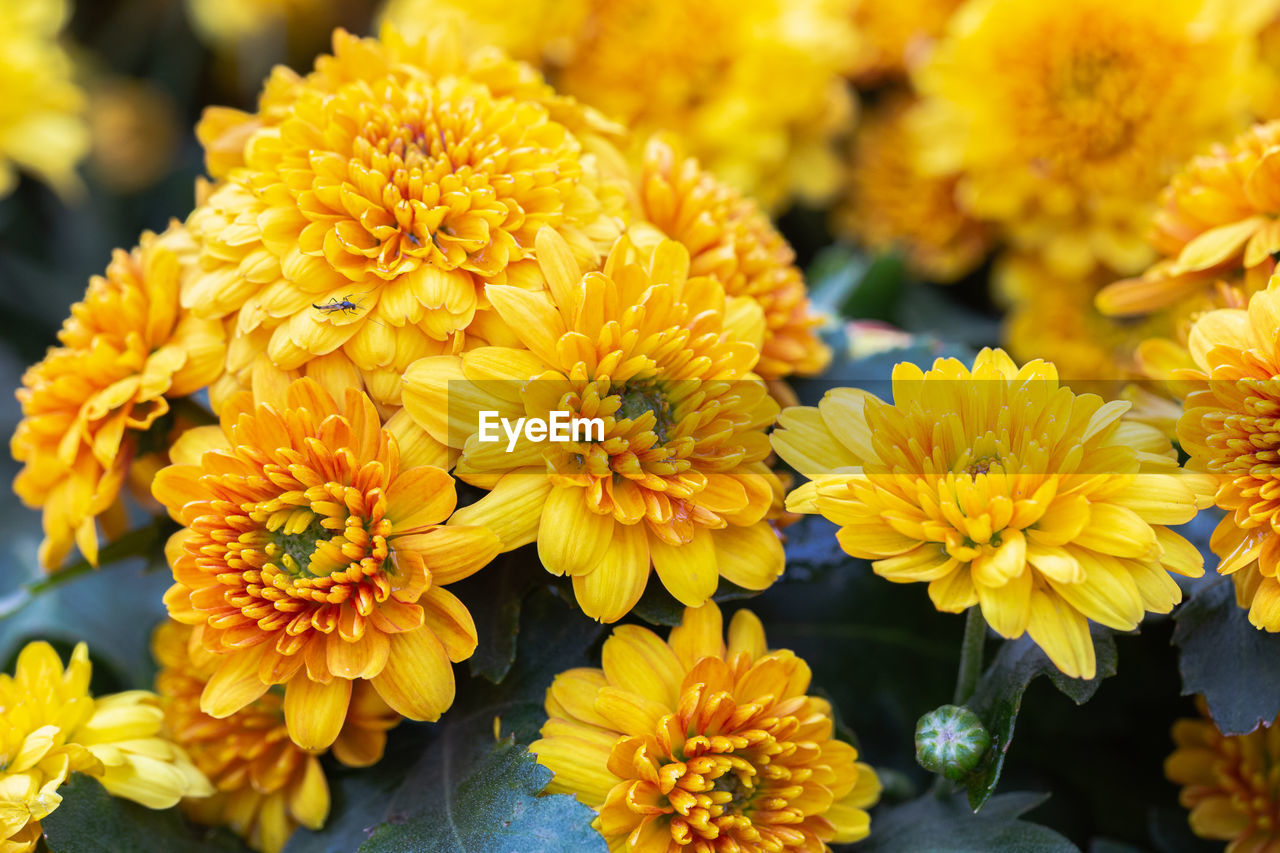 CLOSE-UP OF MARIGOLD FLOWERS