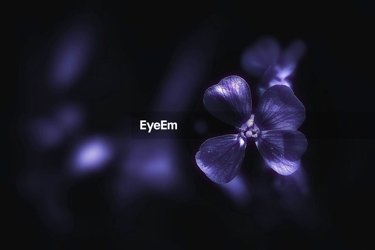 CLOSE-UP OF PURPLE FLOWERS BLOOMING AT NIGHT