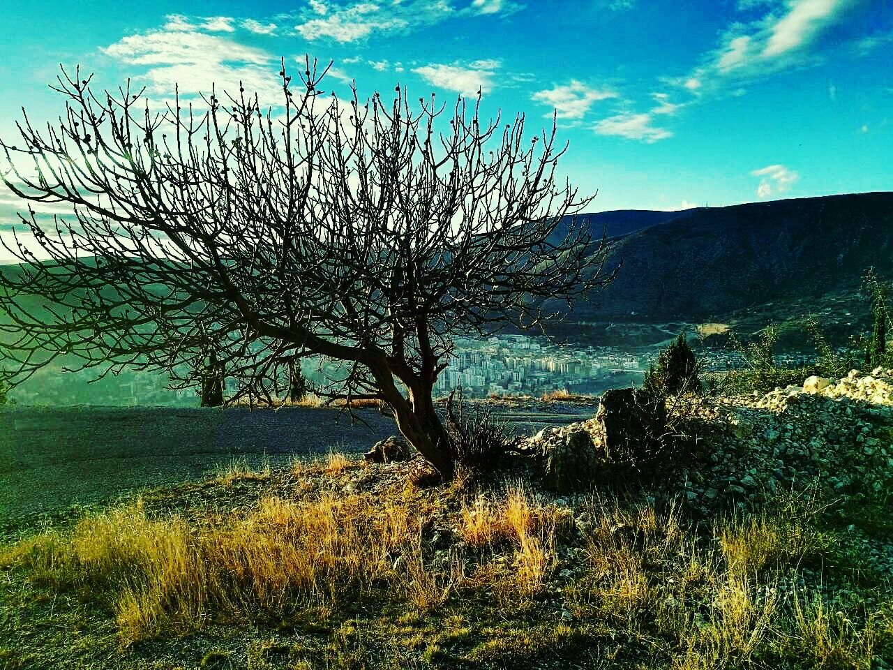 SCENIC VIEW OF TREE AGAINST SKY