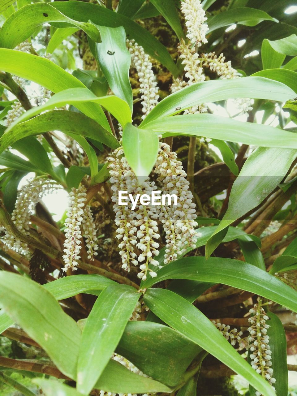 CLOSE-UP OF BERRY ON PLANT