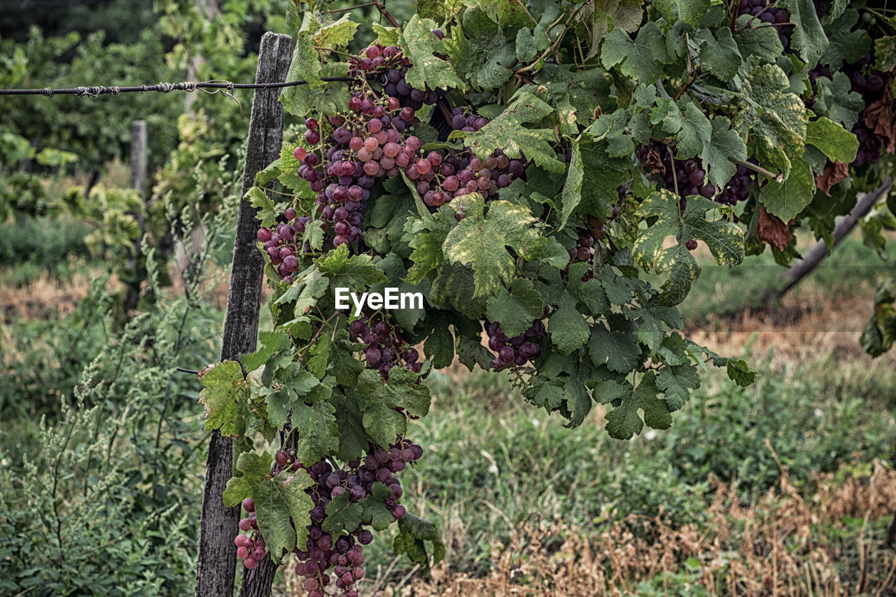 Grapes growing in vineyard