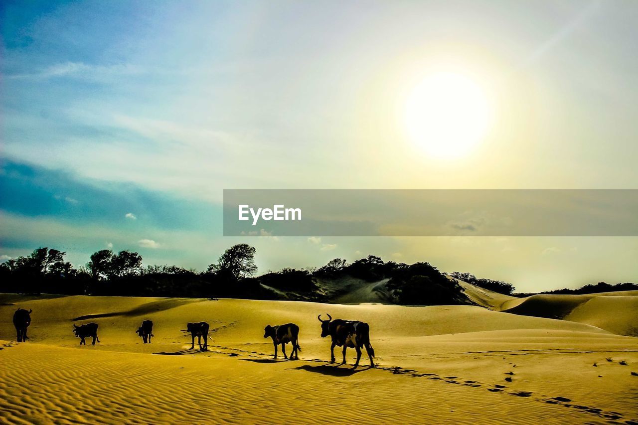 Cows walking in sand dune