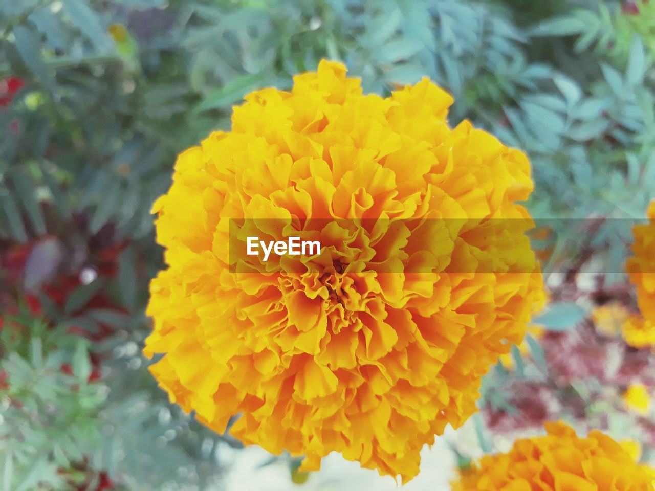 CLOSE-UP OF MARIGOLD FLOWER BLOOMING OUTDOORS