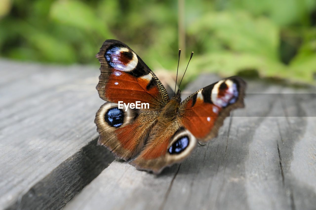 animal themes, animal, animal wildlife, insect, one animal, animal wing, butterfly, wildlife, moths and butterflies, beauty in nature, close-up, animal body part, nature, macro photography, no people, animal markings, day, outdoors, plant, wood, selective focus, wing, macro