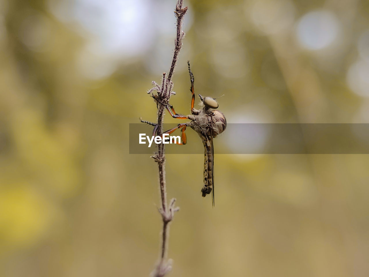 close-up of plant against blurred background