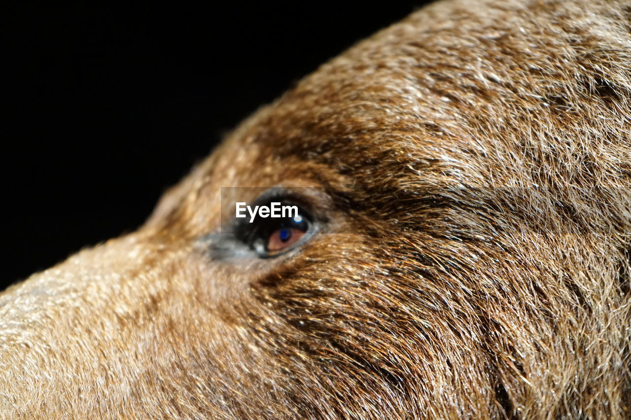 Close-up of an animal eye