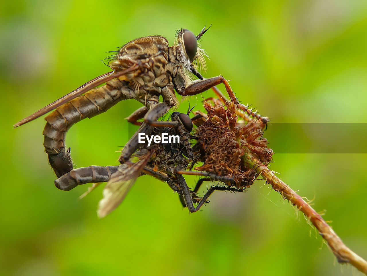 Roberfly mating