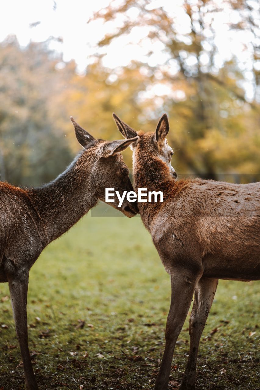 Deer standing on field