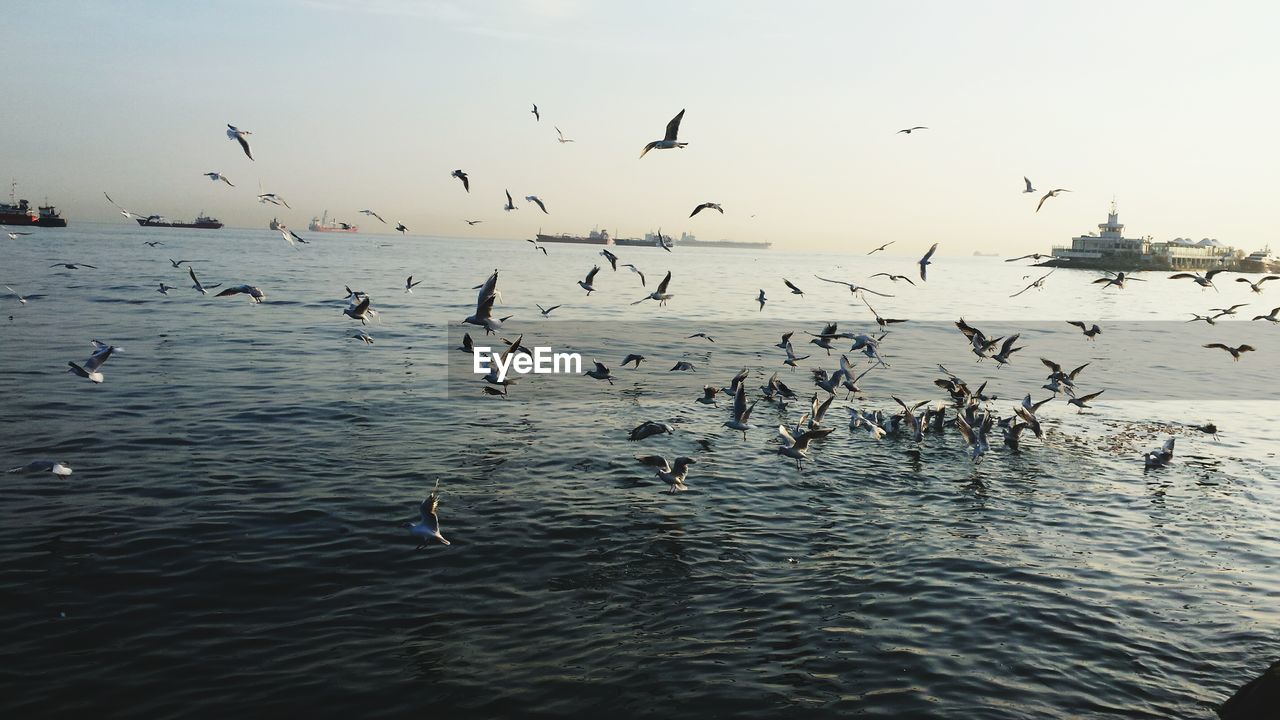 Flock of birds flying over sea against sky