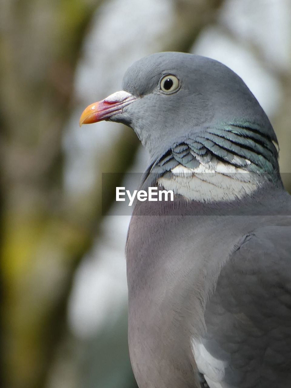 Close-up of a pigeon birds side profile 