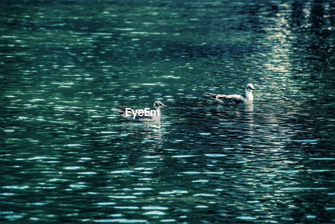 SWANS SWIMMING ON LAKE