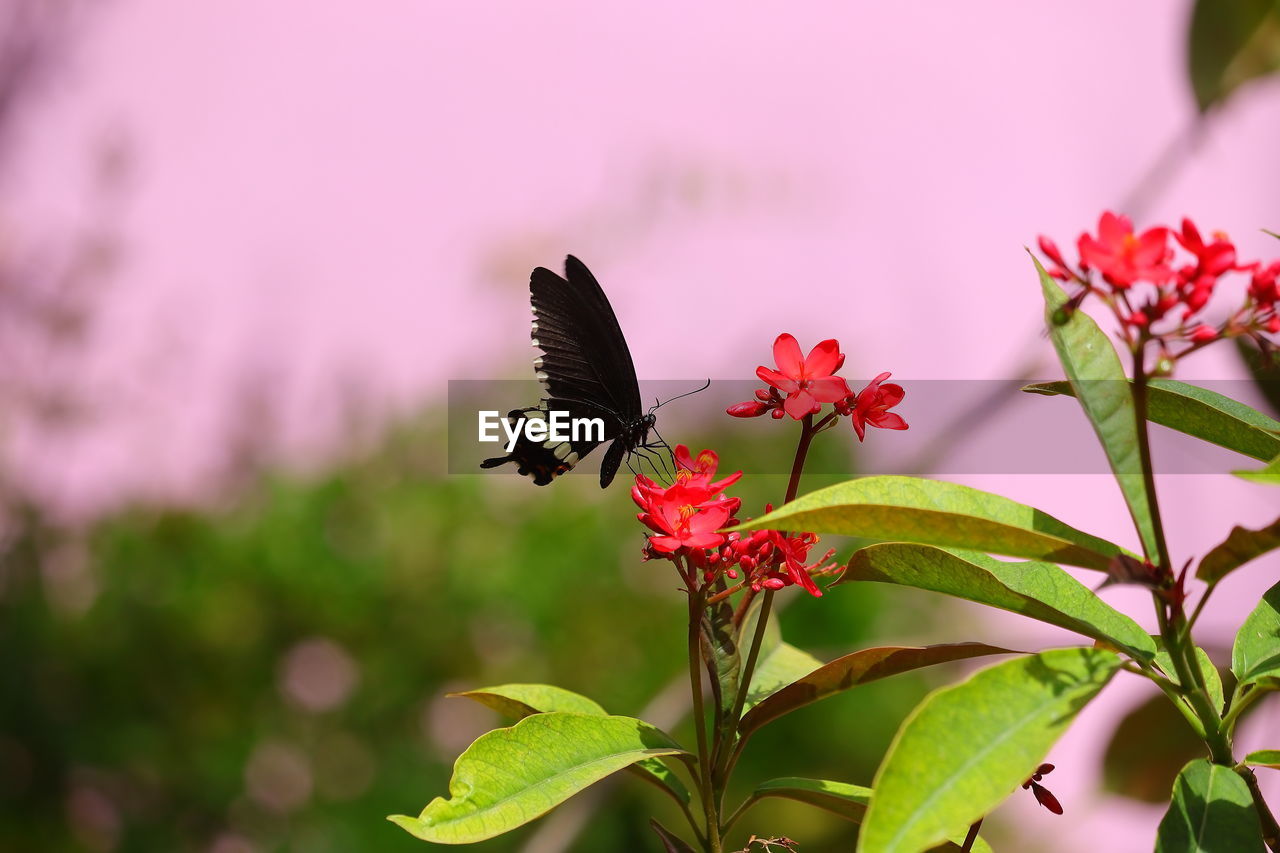 Side view of black swallowtail butterfly feeding juice on red flowers in garden