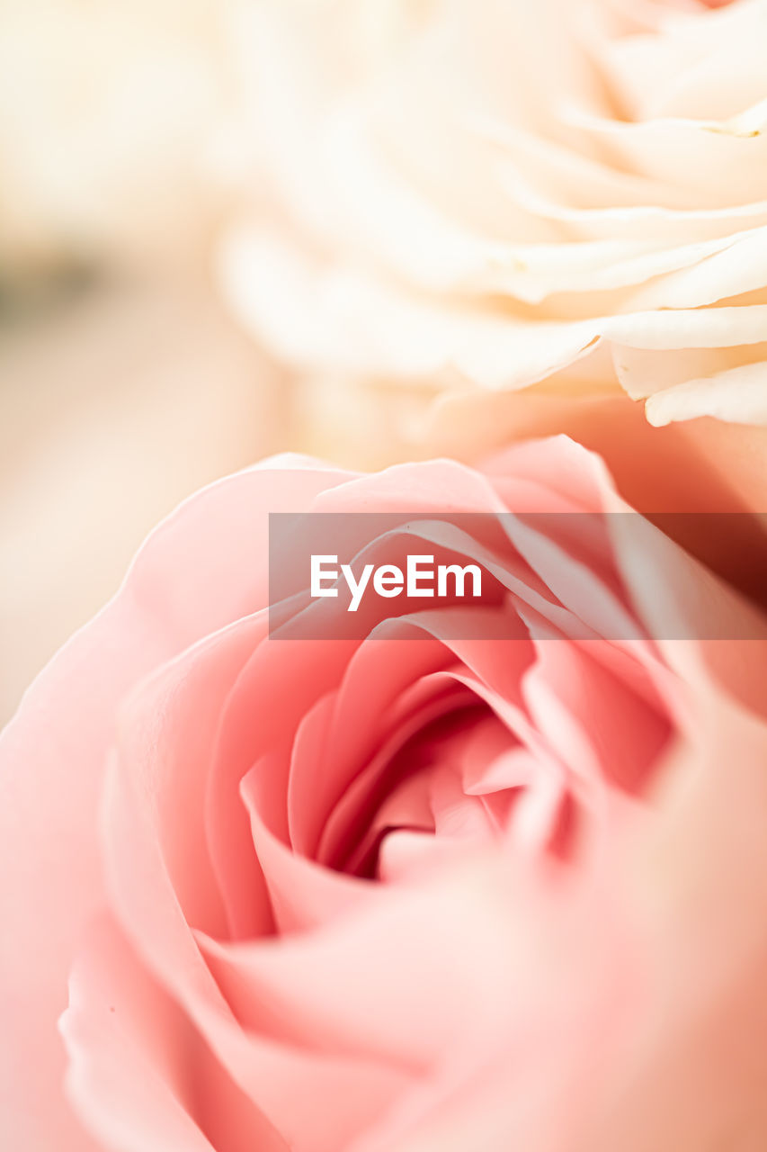 CLOSE-UP OF PINK ROSE FLOWER