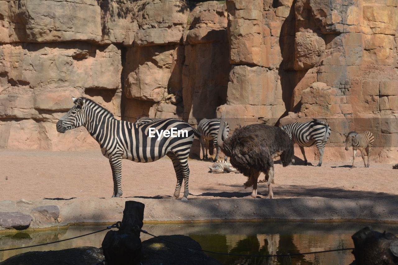 VIEW OF TWO ZEBRAS AND ROCK
