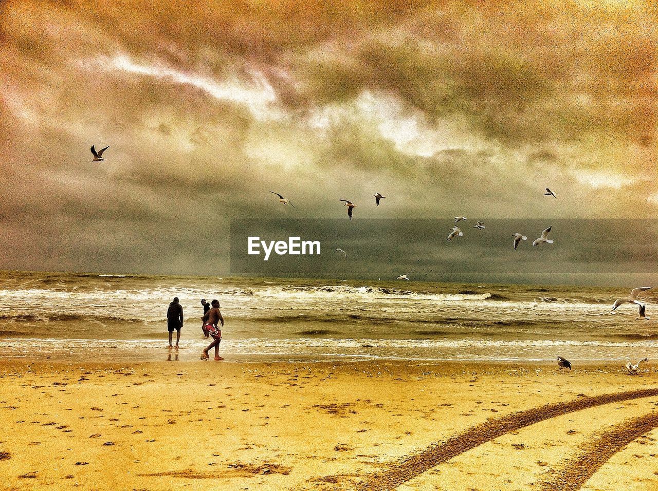 Seagulls flying at beach