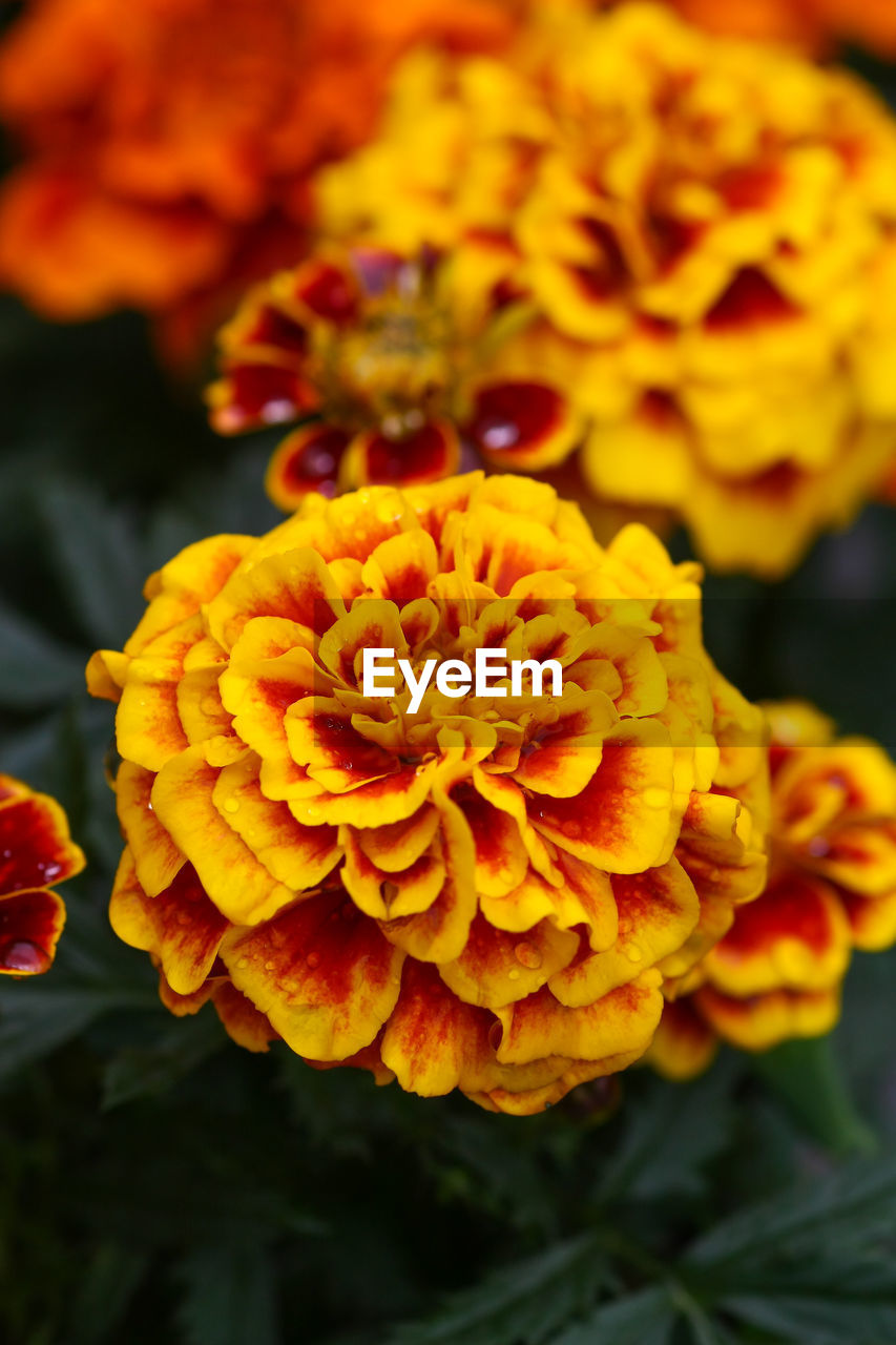 Close-up of yellow flowers