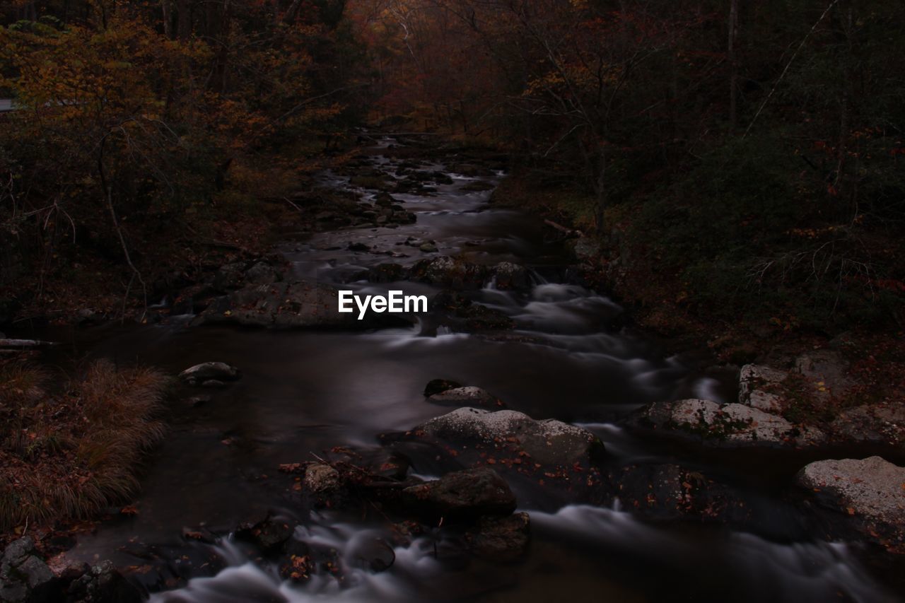 RIVER FLOWING THROUGH FOREST