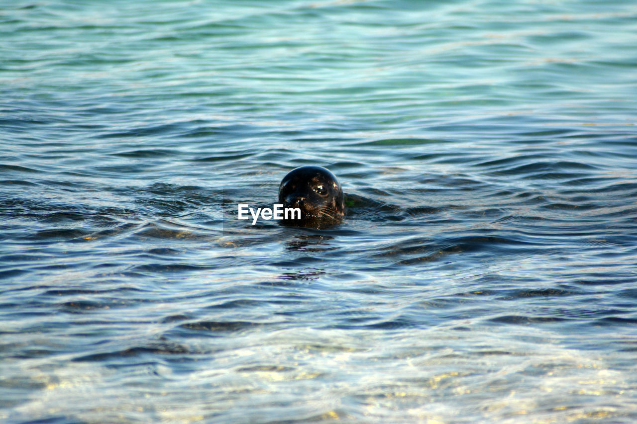 BIRD SWIMMING IN SEA