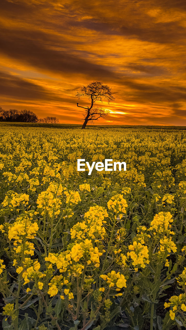 SCENIC VIEW OF FIELD AGAINST ORANGE SKY