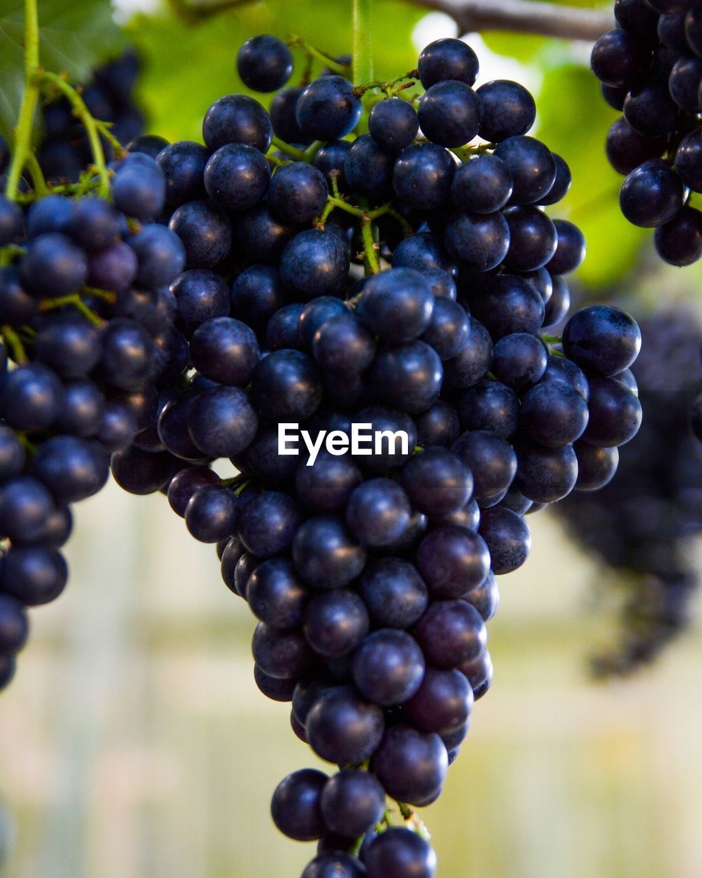 CLOSE-UP OF GRAPES GROWING ON VINEYARD