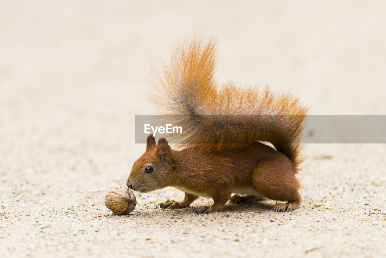 Close-up of squirrel