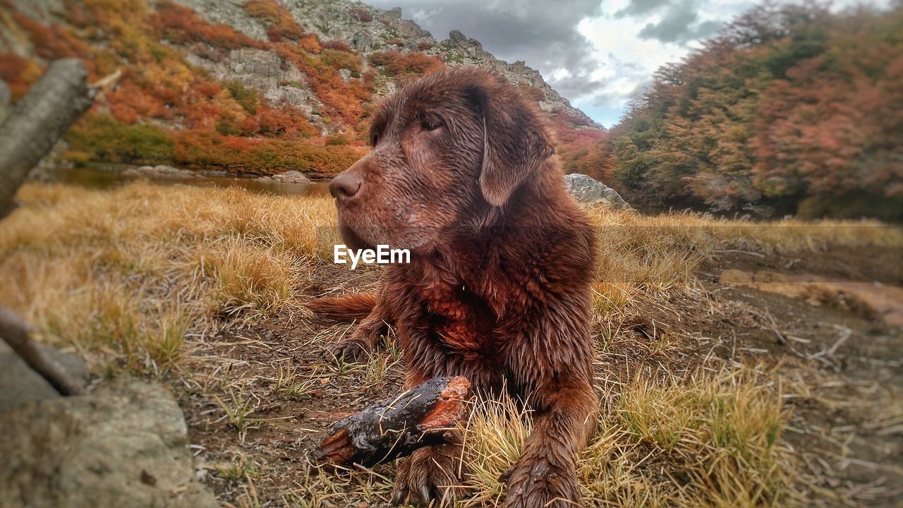 CLOSE-UP OF DOG ON FIELD BY TREES AGAINST SKY