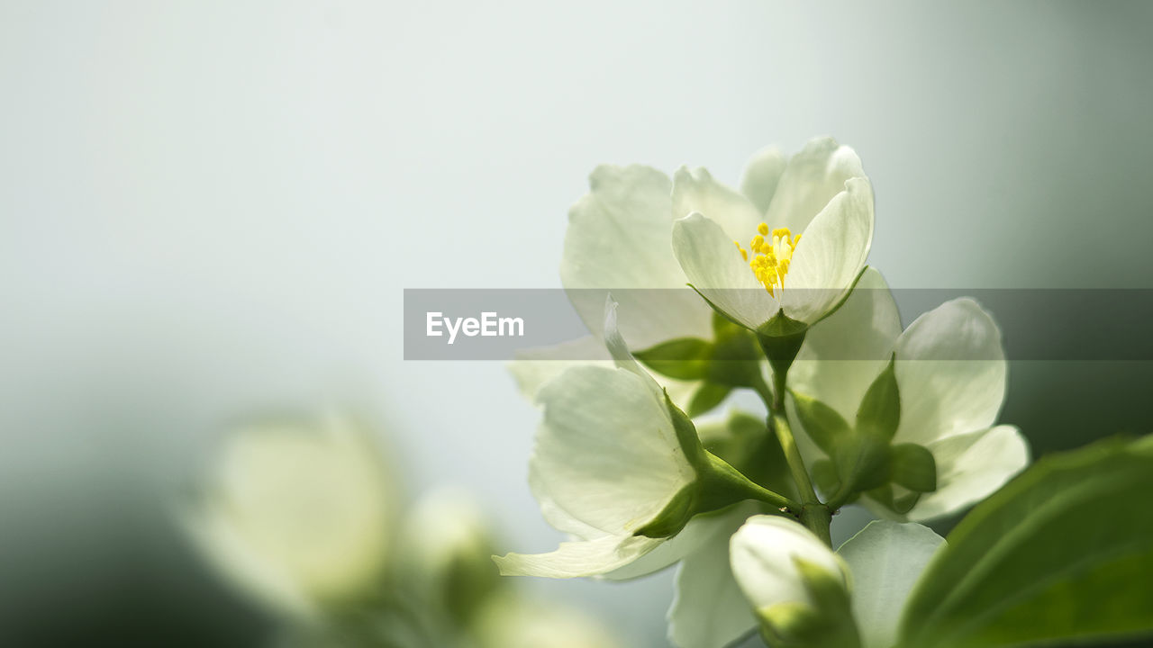 CLOSE-UP OF FLOWERING PLANT