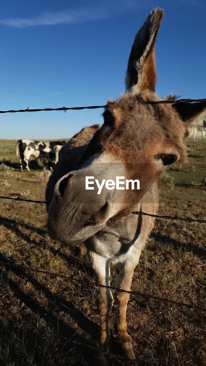 Close-up of a donkey on a ranch