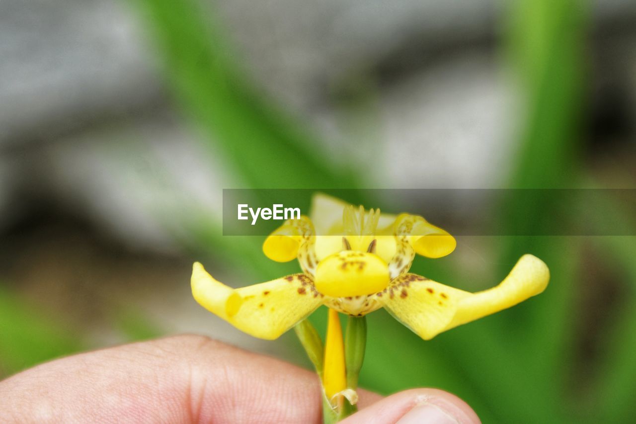 CLOSE-UP OF HAND HOLDING YELLOW FLOWER AGAINST BLURRED BACKGROUND